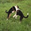 Hunde 197.jpg