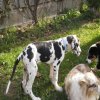 Hunde 121.jpg