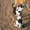 Hunde 123.jpg