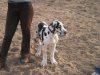 Hunde 126.jpg