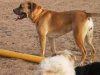 Hunde 127.jpg