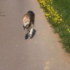 Hunde 093.jpg