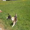 Hunde 094.jpg