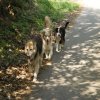 Hunde 105.jpg