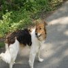 Hunde 104.jpg
