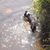 Hunde 049.jpg