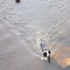 Hunde 051.jpg