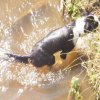 Hunde 052.jpg