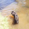 Hunde 055.jpg