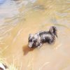 Hunde 056.jpg