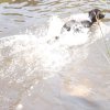 Hunde 057.jpg