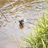Hunde 058.jpg