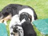 Hunde 003.jpg