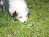 Hunde 004.jpg