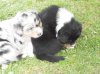 Hunde 006.jpg