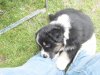 Hunde 007.jpg