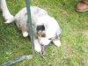Hunde 010.jpg