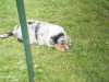 Hunde 017.jpg