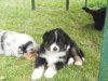 Hunde 018.jpg