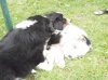 Hunde 019.jpg