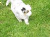 Hunde 020.jpg