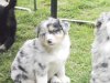Hunde 021.jpg