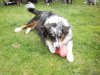 Hunde 015.jpg