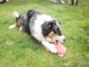 Hunde 014.jpg