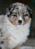 Pebbles-Welpen-6-185b.jpg