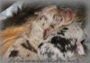 red-merle-und-blue-merle-Ru.jpg