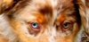 augen.jpg