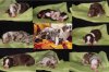 Collage22.04.12.jpg