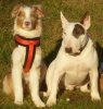Die Hundebande - Kopie (2).jpg