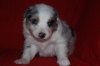 DSC_0054 (500x335).jpg