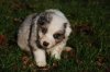 DSC_0295 (500x335).jpg