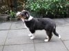Nala-2.jpg