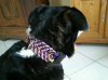 1. DIY Halsband Sandy.jpg