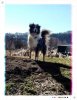 puppi.jpg