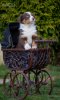 IMG_6481-Toffifee_web1.jpg