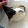 Pancake.JPG