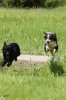 IMG_7447 b1 copyright klein.jpg