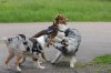 IMG_7473 copyright klein.jpg