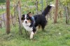 2013_05_11 Aussie-Treffen Maulbronn 23.jpg