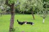 2013_05_11 Aussie-Treffen Maulbronn 28.jpg