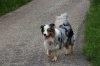 2013_05_11 Aussie-Treffen Maulbronn 45.jpg