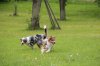 2013_05_11 Aussie-Treffen Maulbronn 54.jpg