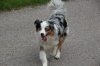 2013_05_11 Aussie-Treffen Maulbronn 65.jpg