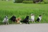 2013_05_11 Aussie-Treffen Maulbronn 82.jpg