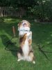 sommer 026.jpg