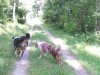 Woodstock und Rumo 042.jpg